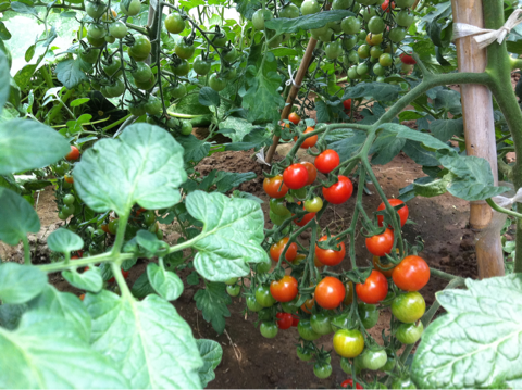 image-20110726232526.png