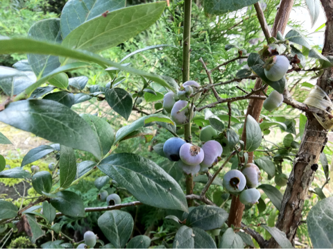 image-20110731225159.png