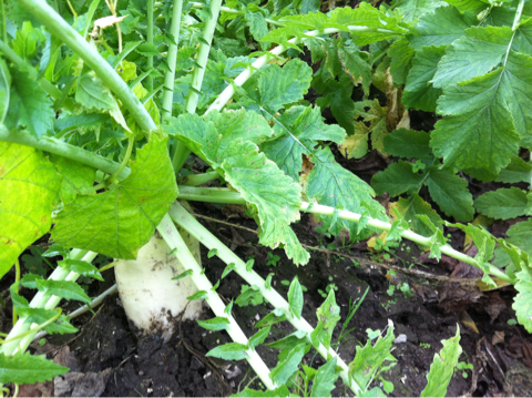 image-20121114004308.png