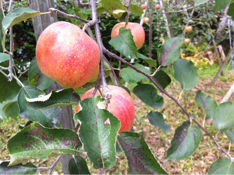 image-20121114004328.png